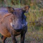 Afrikanische Schweinepest: Keine neuen Funde im Rheingau-Taunus-Kreis seit Februar 2025