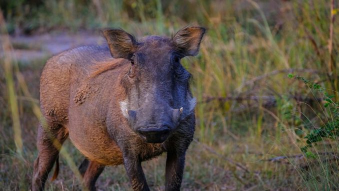 Afrikanische Schweinepest: Keine neuen Funde im Rheingau-Taunus-Kreis seit Februar 2025 Afrikanische Schweinepest: Keine neuen Funde im Rheingau-Taunus-Kreis seit Februar 2025
