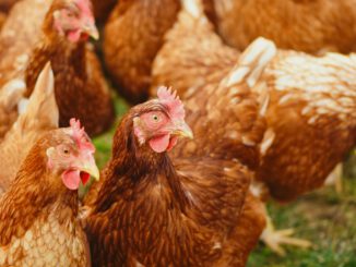 Wiesbaden hebt Stallpflicht für Geflügel auf und erlaubt Freilauf unter Auflagen